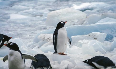 南極に住むペンギン