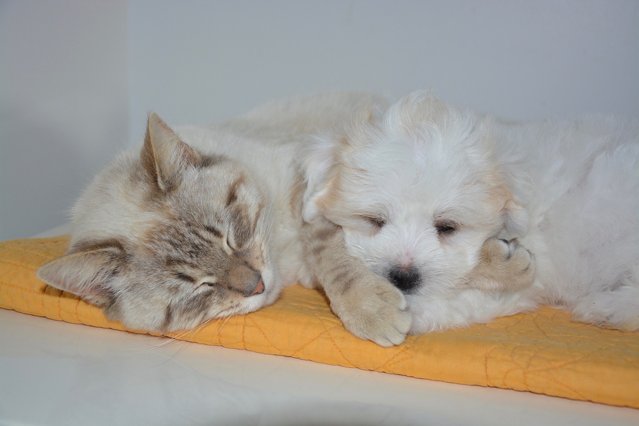 ネコと子犬の昼寝