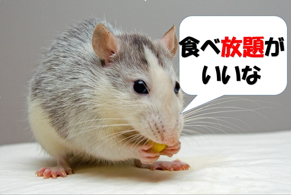 食べ放題が好きなネズミ